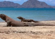 7 Spot Wisata Wajib Saat Liburan ke Taman Nasional Komodo di Labuan Bajo