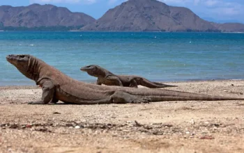 7 Spot Wisata Wajib Saat Liburan ke Taman Nasional Komodo di Labuan Bajo