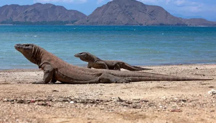 7 Spot Wisata Wajib Saat Liburan ke Taman Nasional Komodo di Labuan Bajo