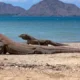 7 Spot Wisata Wajib Saat Liburan ke Taman Nasional Komodo di Labuan Bajo