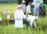 Banyuwangi Luncurkan Industri Beras Biofortifikasi Skala Industri Pertama di Indonesia