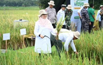 Banyuwangi Luncurkan Industri Beras Biofortifikasi Skala Industri Pertama di Indonesia