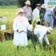 Banyuwangi Luncurkan Industri Beras Biofortifikasi Skala Industri Pertama di Indonesia