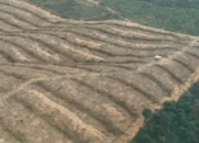 Sertifikat Perkebunan Sawit Diduga Ilegal di Taman Nasional Tesso Nilo Riau Dicabut