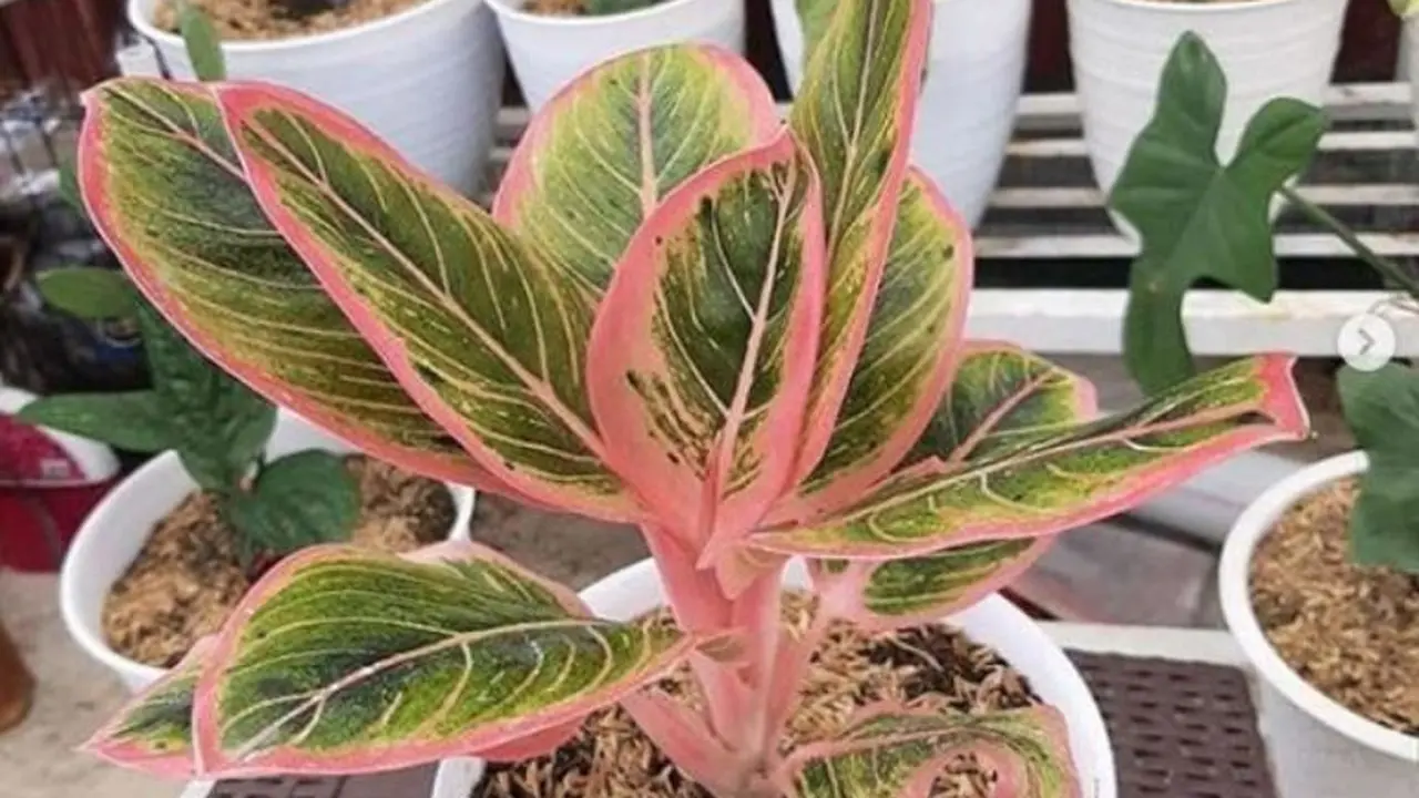 Jenis tanaman Aglonema merah. (dok.Instagram @pusat.bunga_aglonema)