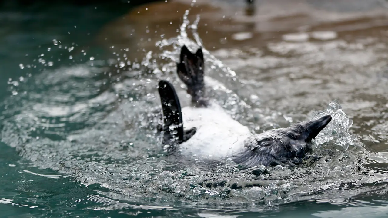 Ilustrasi penguin di pantai tercantik di dunia. (AP Photo/Keith Srakocic)