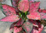 16 Varian Aglonema Merah Beserta Harganya, Kolektor Tanaman Hias Wajib Tahu