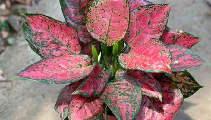 16 Varian Aglonema Merah Beserta Harganya, Kolektor Tanaman Hias Wajib Tahu