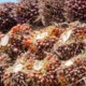 Ekspor CPO ke Eropa Capai 1 Juta Ton per Tahun, Indonesia Nikmati Tarif 0%
