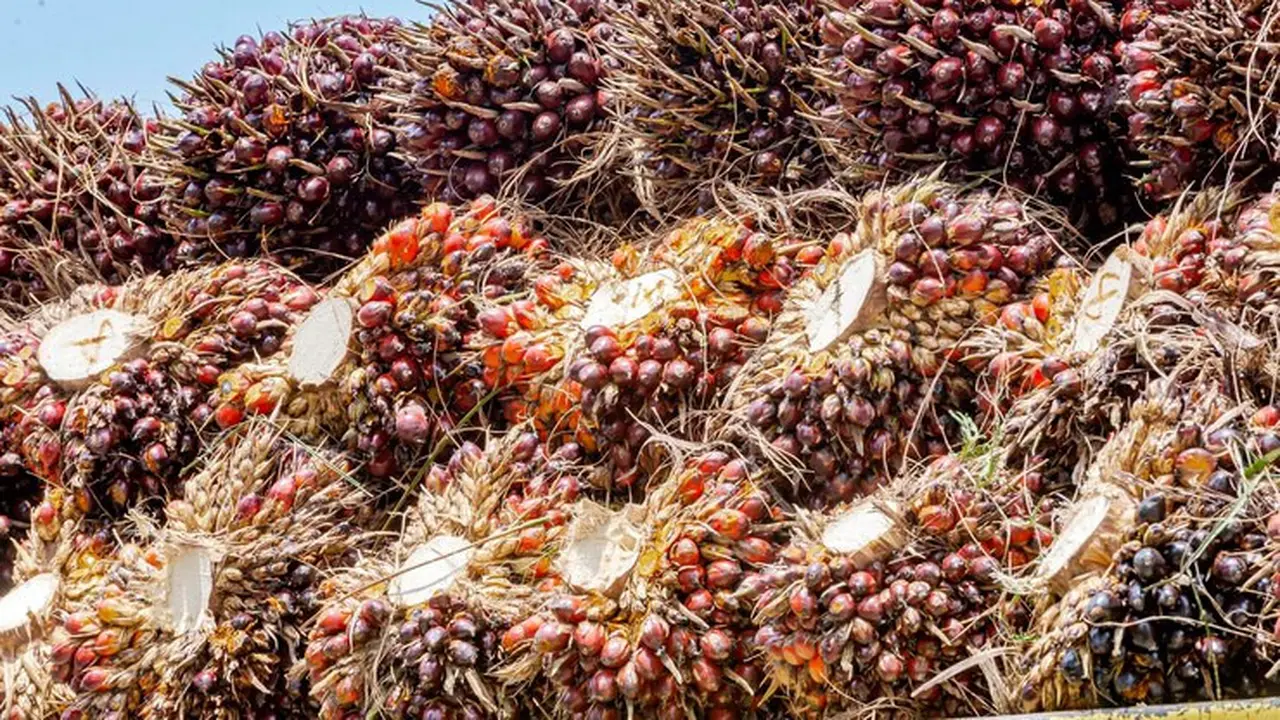 Ekspor CPO ke Eropa Capai 1 Juta Ton per Tahun, Indonesia Nikmati Tarif 0%