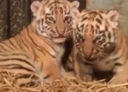Kebun Binatang Bandung Sambut Kelahiran 2 Bayi Harimau Benggala