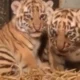 Kebun Binatang Bandung Sambut Kelahiran 2 Bayi Harimau Benggala