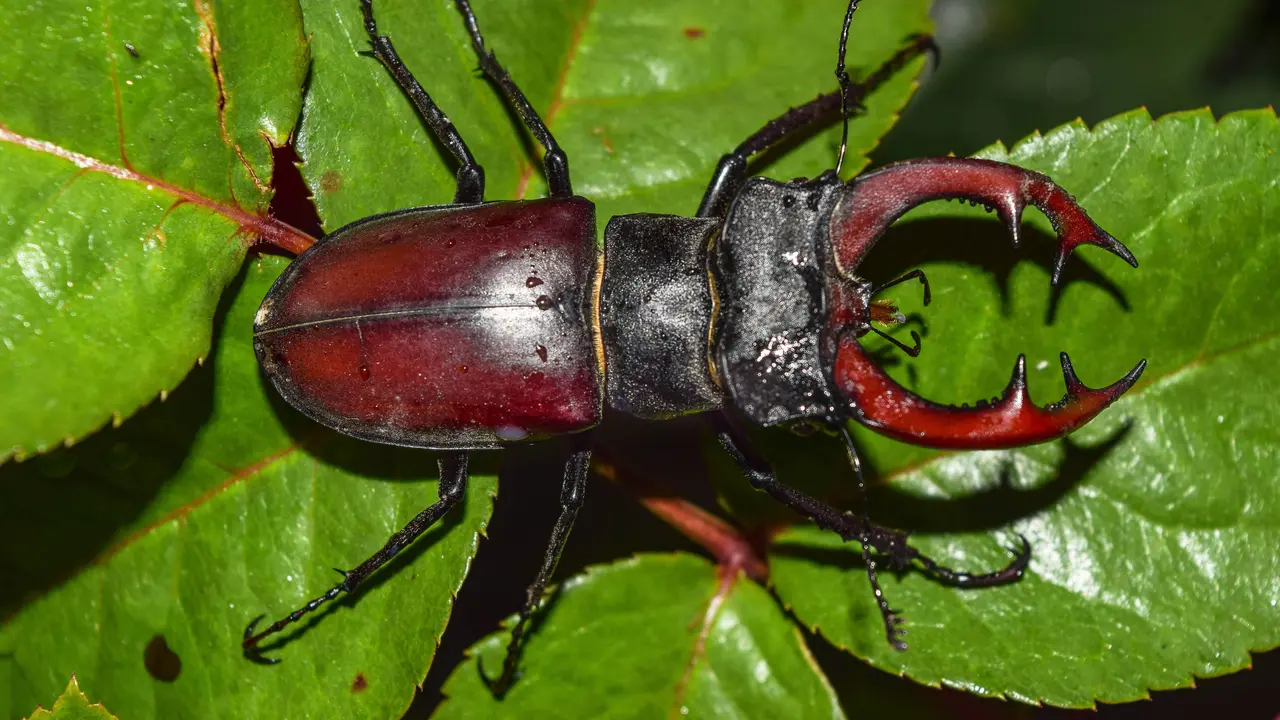 Serangga Jadi Hewan Peliharaan Favorit di Jepang, Setara Kucing dan Anjing